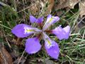 Iris unguicularis